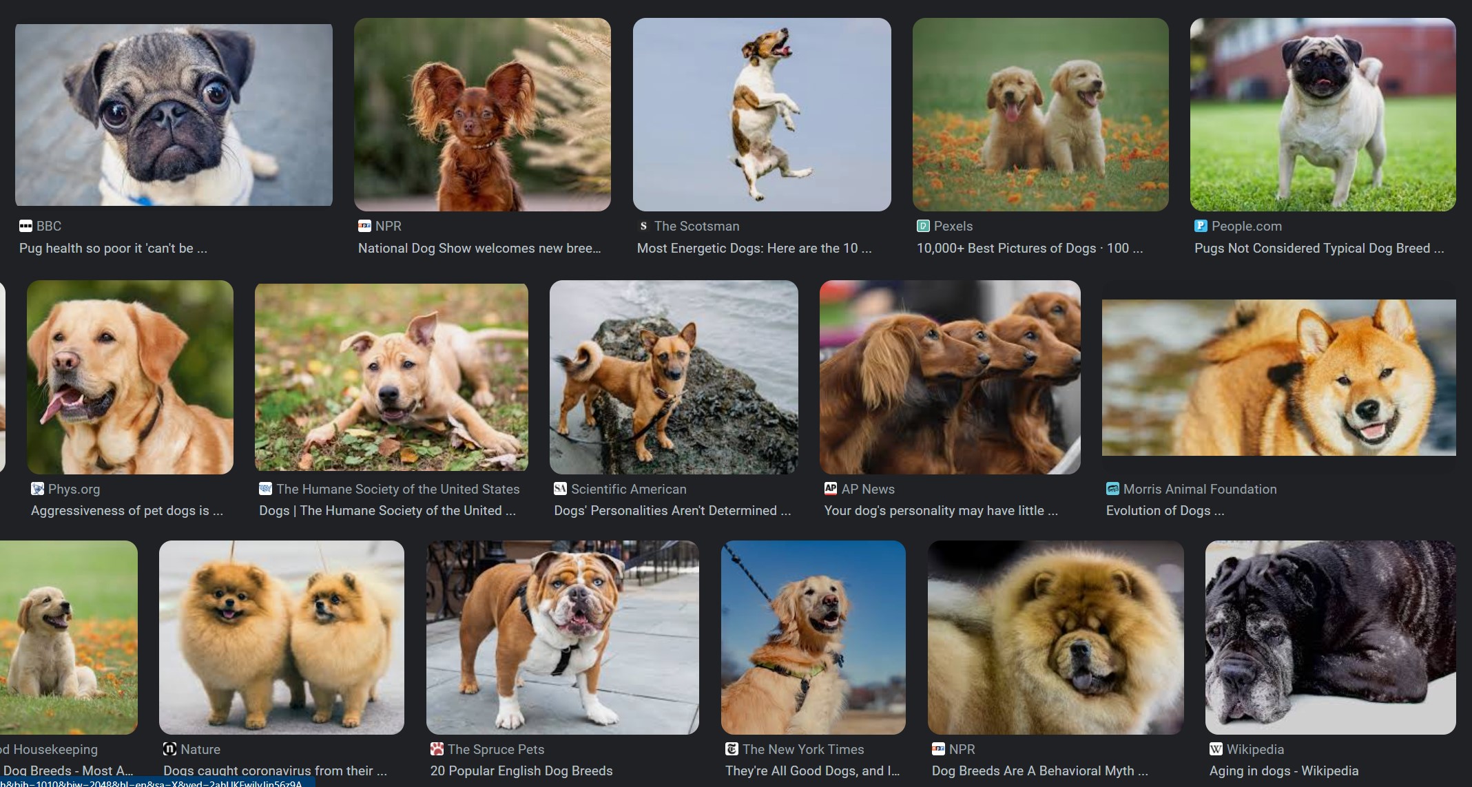 Dogs on Google Images